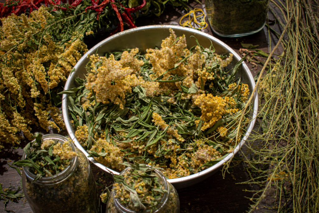 Wild dried herbs prepared for use.