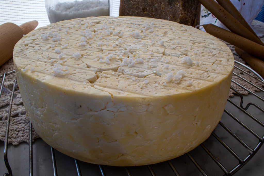 Gouda cheese prepared for waxing and aging.