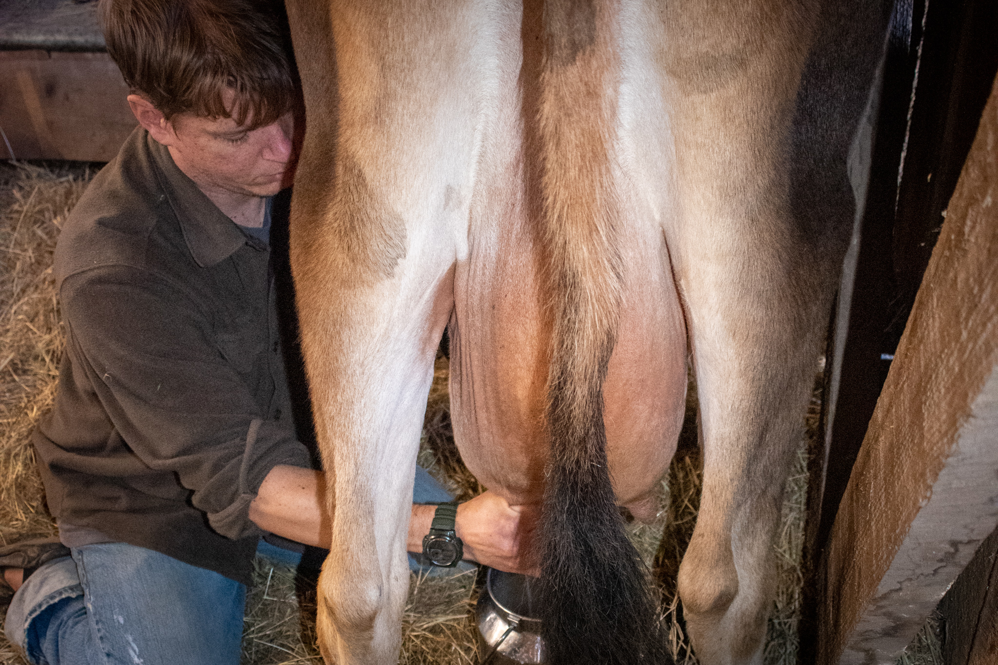 Hand Milking Without Fear