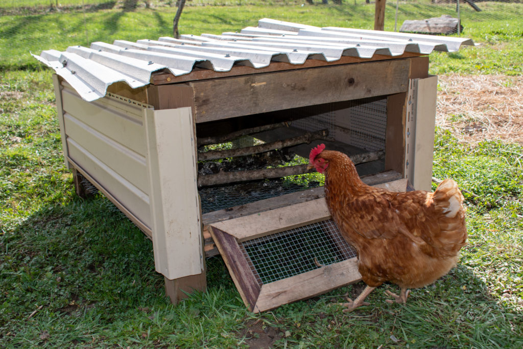 One of our hens inspects her mini-coop in the orchard.