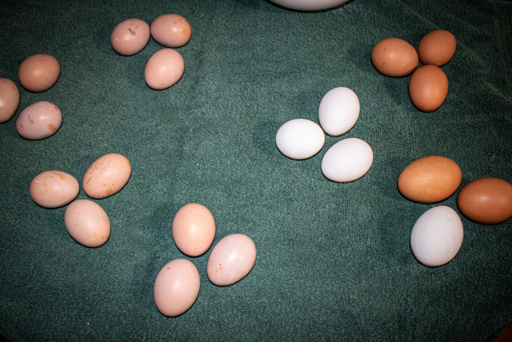 eggs set out for waterglass test