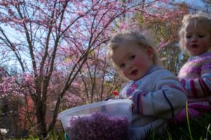 harvesting flowers