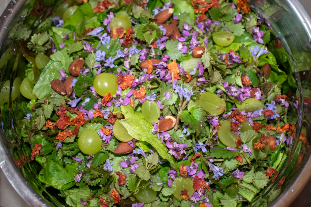 ground ivy on salad